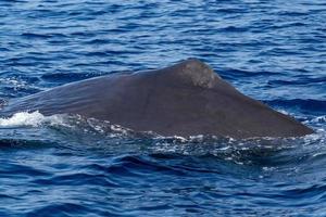 Sperm whale in the mediterranean sea photo