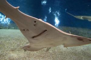 sawfish underwater close up detail photo