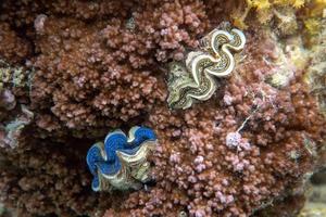 almeja tridacna gigante en polinesia foto