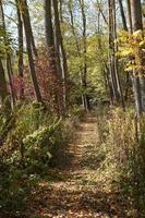 autumn leaves path ion the ground photo