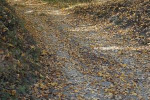 camino de hojas de otoño en el suelo foto