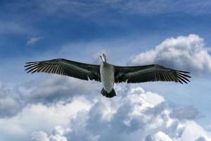 Pelican while flying on cloudy sky photo