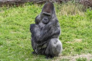 plateado negro gorila mono simio retrato foto