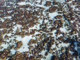 corals garden reefs in french polynesia aerial view with drone photo