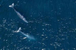 ballena gris en méxico baja california panorama de vista aérea de drones foto