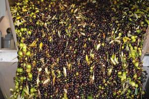 genuine olive oil mill production photo