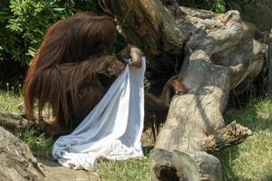 mono zooo mono orangután jugando fantasma con sábana foto