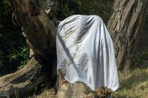 Zooo monkey orang utan ape playing ghost with bed sheet photo