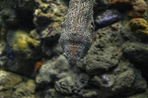 anguila mooray retrato foto