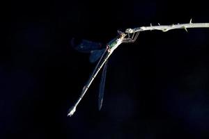 macro de libélula de cerca foto