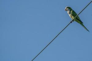 green parrot on high voltage cable photo