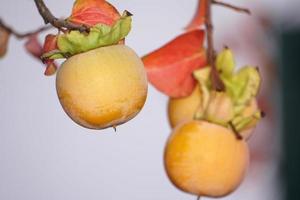 persimmon fruit on kaki tree photo