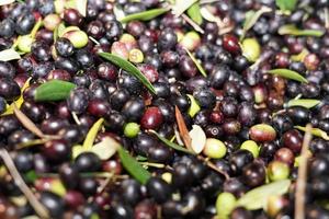 genuine olive oil mill production photo