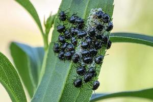 black beatles while laying eggs photo