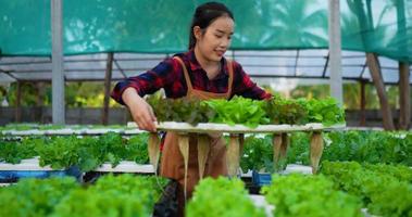 Aufnahmen einer jungen asiatischen Bäuerin, die mit einem Tablet arbeitet, während sie frischen Salat aus grüner Eiche und Bio-Hydrokulturgemüse in einer Baumschule überprüft. Geschäfts- und Bio-Hydrokultur-Gemüsekonzept.