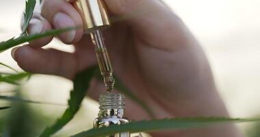 toma de mano, mano femenina dejando caer aceite de marihuana en una botella pequeña entre plantas de marihuana o cannabis en una tienda de cultivo video