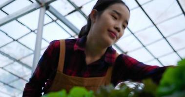filmagem de jovem agricultora asiática trabalhando com tablet enquanto verifica salada de alface fresca de carvalho verde, vegetais hidropônicos orgânicos na fazenda de berçário. negócio e conceito vegetal hidropônico orgânico. video