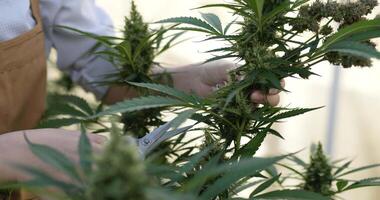 Handheld Close up shot, Female Hand Use scissor to cut off ripe blossoms of Marijuana or Cannabis plants ready to harvested in a grow tent video