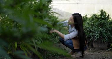 Handheld dolly shot, Asian young woman use scissor to cut off ripe blossoms of Marijuana or Cannabis plants ready to harvested in a grow tent video
