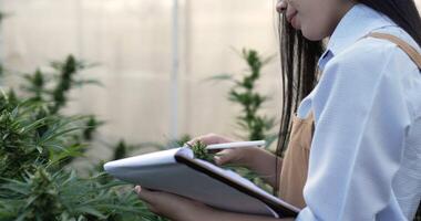 handhållen stänga upp skott, ung kvinna leende medan rörande till skriva på Rapportera medan kontroll de integritet av de grön löv och blomma av marijuana eller cannabis växter i en växa tält video