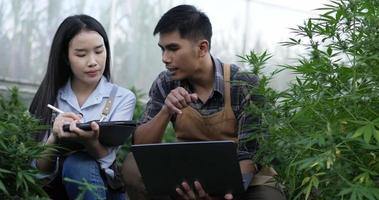Handheld shot, Handsome man holding laptop computer explaining marijuana cultivation to young woman, she holds tablet in hand while listening to him in plant grow tent video