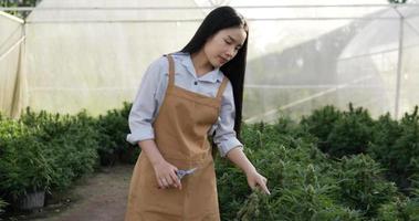 Handheld tracking shot, Asian young woman use scissor to cut off ripe blossoms of Marijuana or Cannabis plants ready to harvested in a grow tent video
