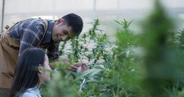 Handaufnahme, junger Mann, während er einer jungen Frau den Marihuana-Anbau erklärt, während sie im Pflanzenzuchtzelt arbeitet video
