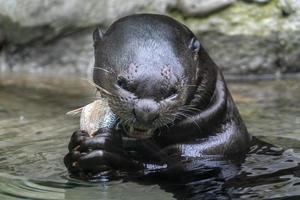 nutria comiendo un pez en un rio foto