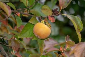 kaki fruit hanging from tree photo