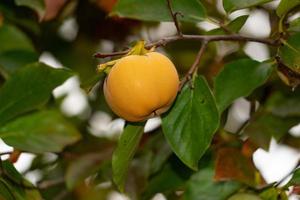 kaki fruit hanging from tree photo