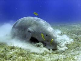 Isolated Dugongo Sea Cow while digging sand for food photo