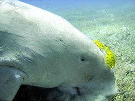 Isolated Dugongo Sea Cow while digging sand for food photo