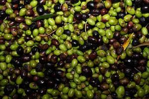 genuine olive oil mill production photo