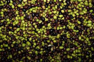 genuine olive oil mill production photo