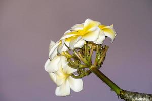 frangipani flower isolated on pink sunset background photo