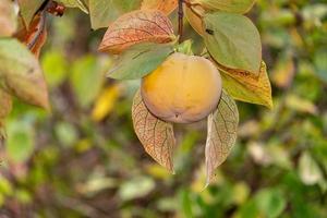 kaki fruit hanging from tree photo
