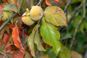 kaki fruit hanging from tree photo