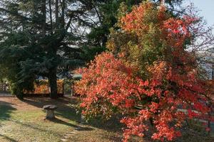 autumn leaves on a tree photo