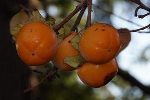 persimmon fruit on kaki tree photo