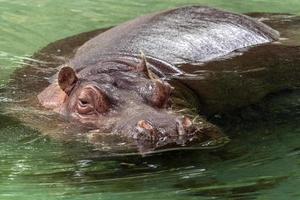 hippo close up photo