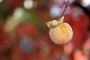 persimmon fruit on kaki tree photo