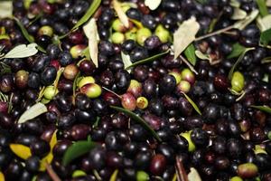 genuine olive oil mill production photo