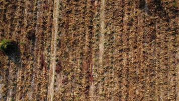 vista aérea de la plantación de eucaliptos que se están cosechando para astillar madera. vista superior del bosque de eucaliptos en tailandia. video