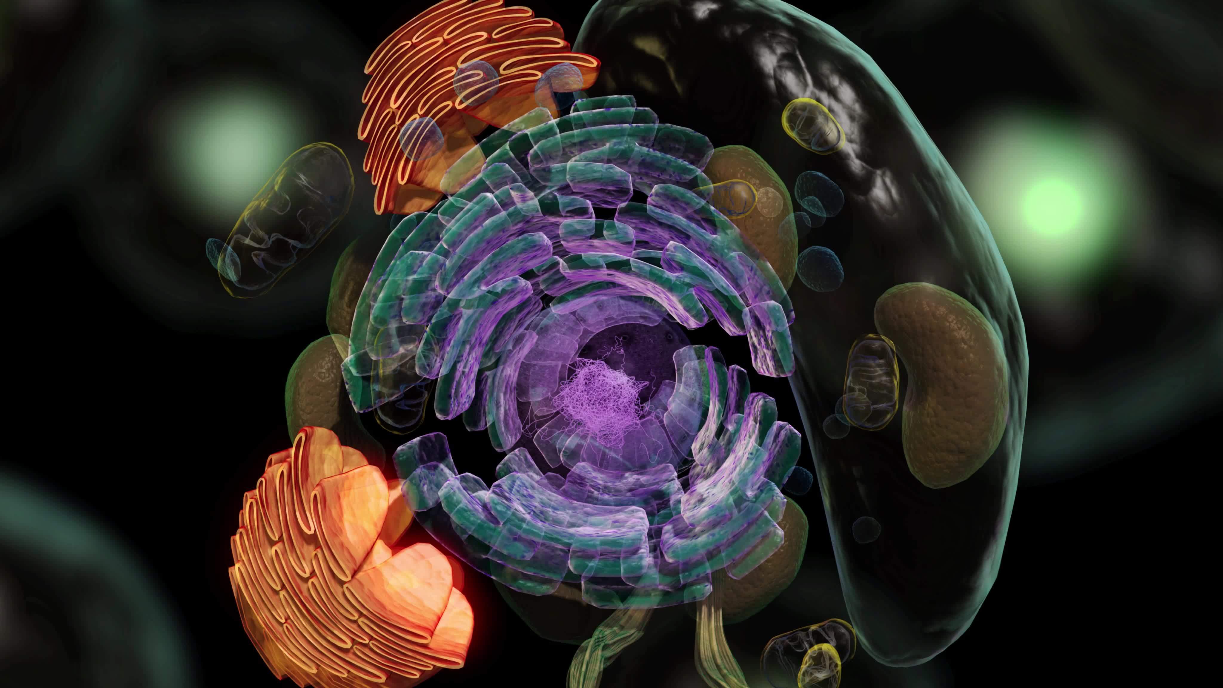 Structure of a typical animal cell consisting of nucleolus 18806678 Stock Video at Vecteezy Structure of a typical animal cell consisting of nucleolus 18806678 Stock Video at Vecteezy