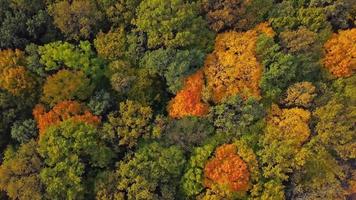 bois d'automne de haut en bas. fond naturel. vue aérienne de dessus de la forêt d'automne avec des arbres colorés. vue de dessus de drone aérien de forêt d'automne. arbres au feuillage jaune vif. forêt de feuillus à l'automne. video