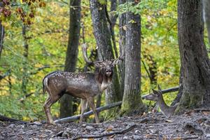 male fallow deer in love season photo