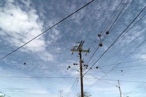 Tillandsia recurvata aerial Plant growing on power lines in Baja California