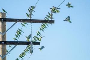 many green parrots on cable photo