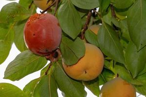 kaki fruit hanging from tree photo