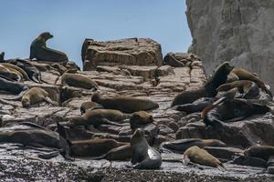 sea lion colony seals relaxing on the rocks of cabo san lucas photo